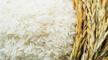 سعر الأرز الشعير اليوم في الأسواق وتأثيره على ميزانية المستهلكين الخميس 27 نوفمبر 2025